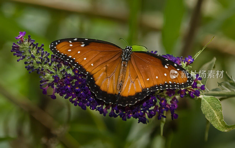 蝶后(Danaus gilippus)是蛱蝶科的一种北美和南美蝴蝶。